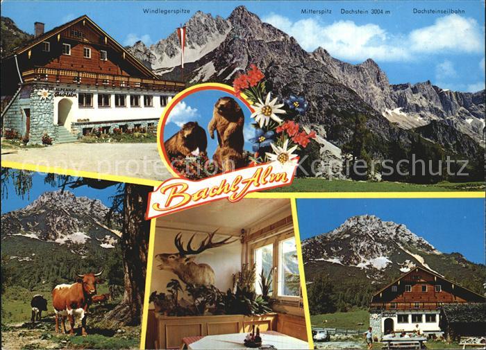Ramsau Dachstein Steiermark Gasthaus Bachl-Alm