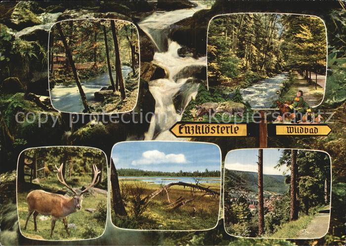 Enzkloesterle Wildbad Hirsch