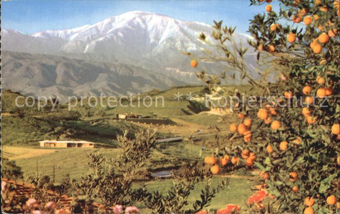 California US-State Orangenbaum
