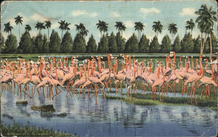 Flamingo Hialeah Park Miami