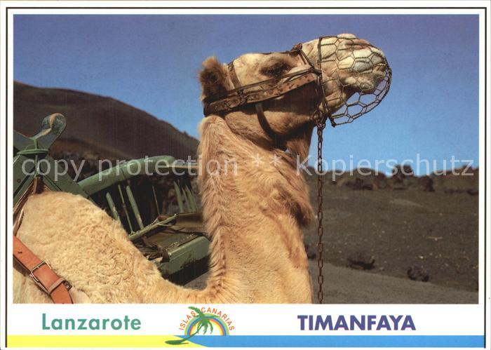 Kamel  Camel Chameau Lanzarote Timanfaya