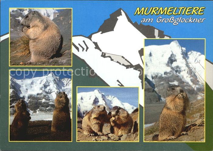 Murmeltier Grossglockner