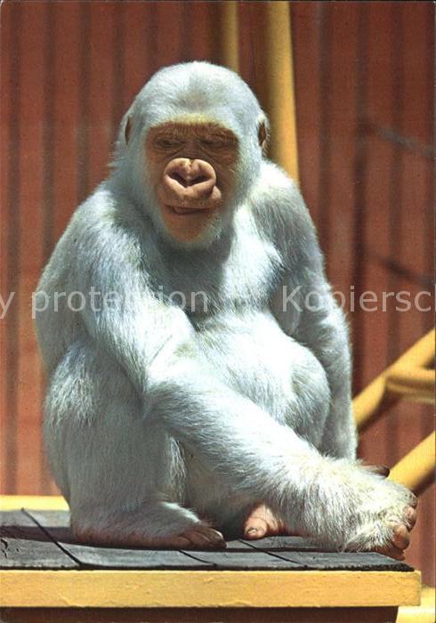 Affen Copito de Nieve Parque Zoologico Barcelona