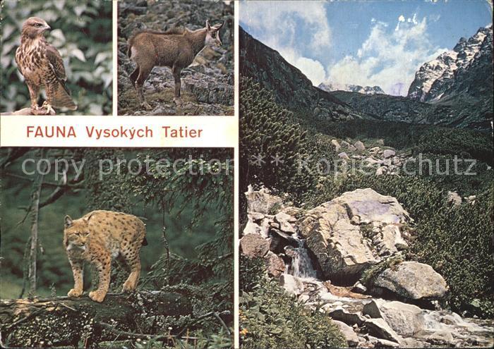 Tiere Fauna Vysoke Tatry Maeusebussard Luchs Gaemse