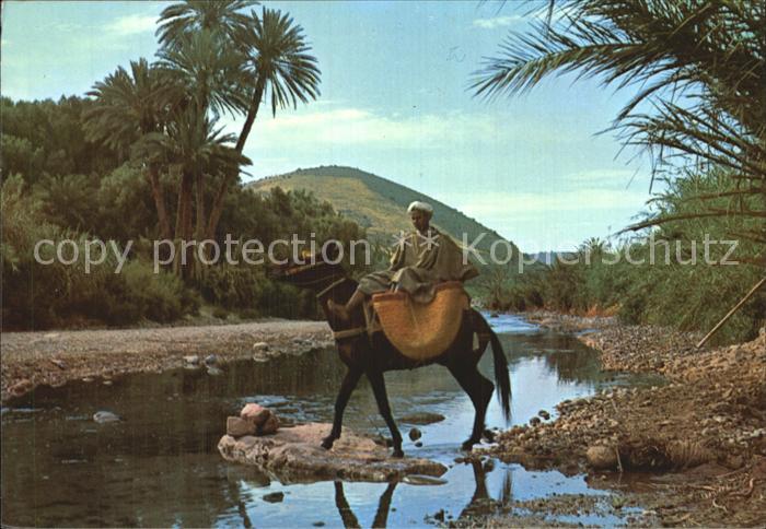 Esel Tiere Maroc Typique Vallee du Dra
