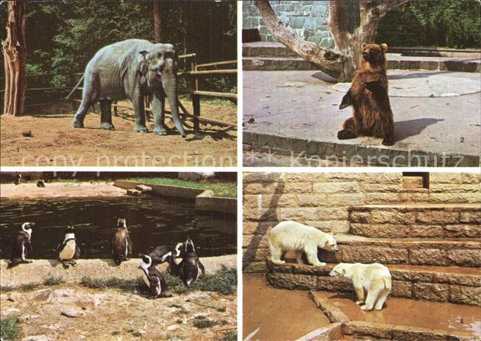Tiere Zoo Rostock Elefant Braunbaer Pinguine Eisbaeren