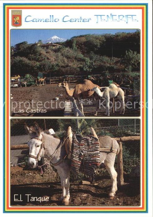 Esel Tiere Kamele Camello Center El Tanque Las Castras Tenerife