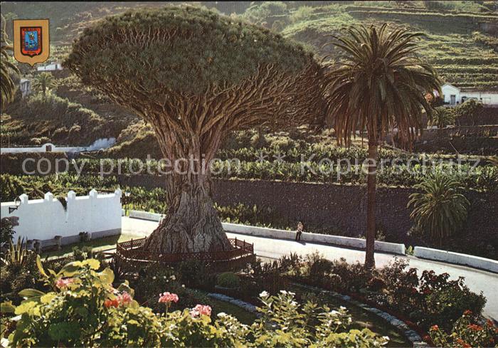 Baeume Trees Drago Milenario Icod de los Vinos