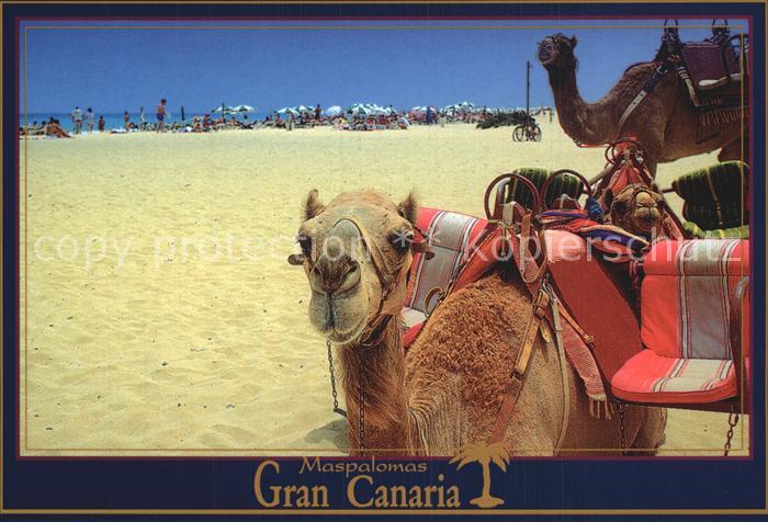 Kamel  Camel Chameau Maspalomas Gran Canaria