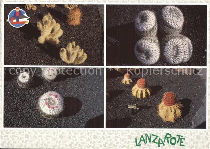 Kakteen Lanzarote Jardin de Cactus