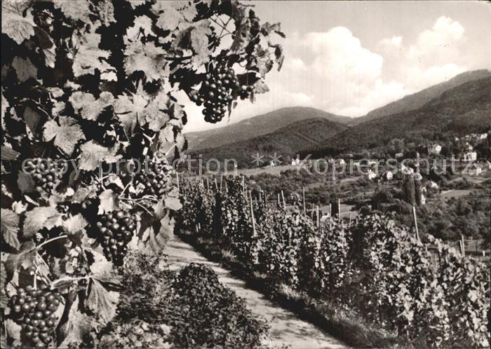 BADENWEILER BW Traubenreife Panorama