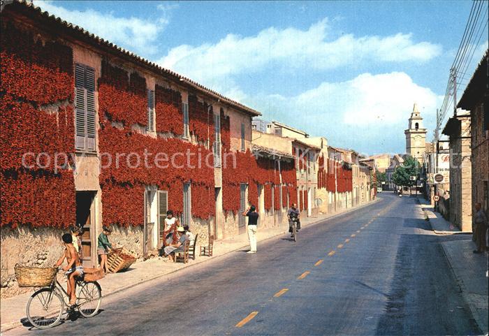 Santa Maria Mallorca Secado de pimientos