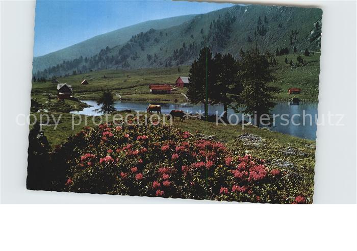 Falkert Reichenau Kaernten Falkertsee Almenrausch Nockberge Gurktal