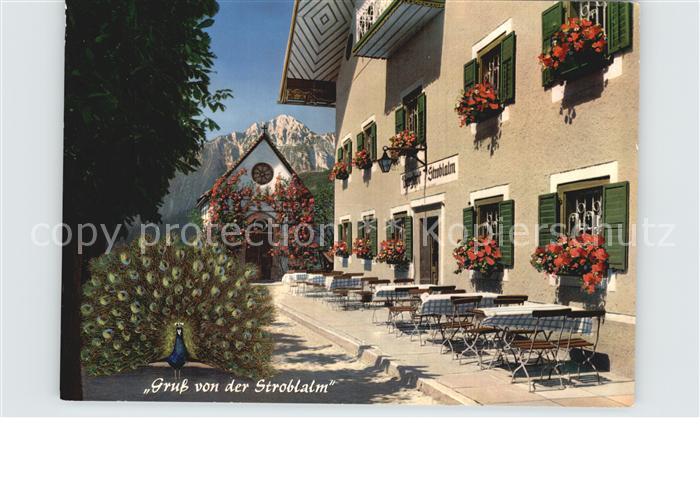 Anger Chiemgau Stroblalm Hoegi Hochstaufen