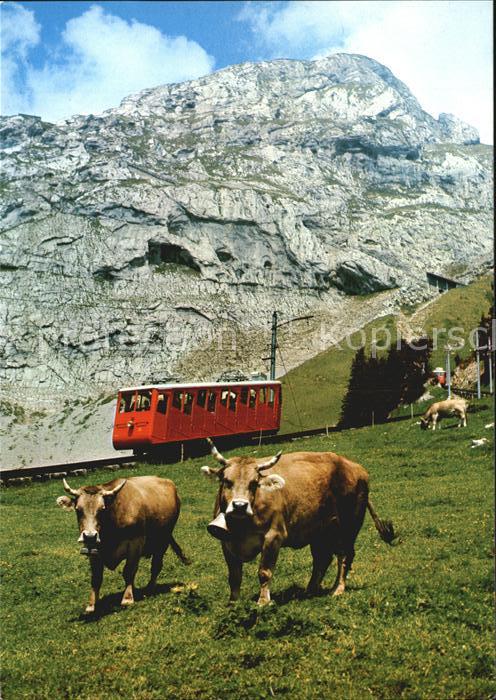 Zahnradbahn Pilatus Kuehe