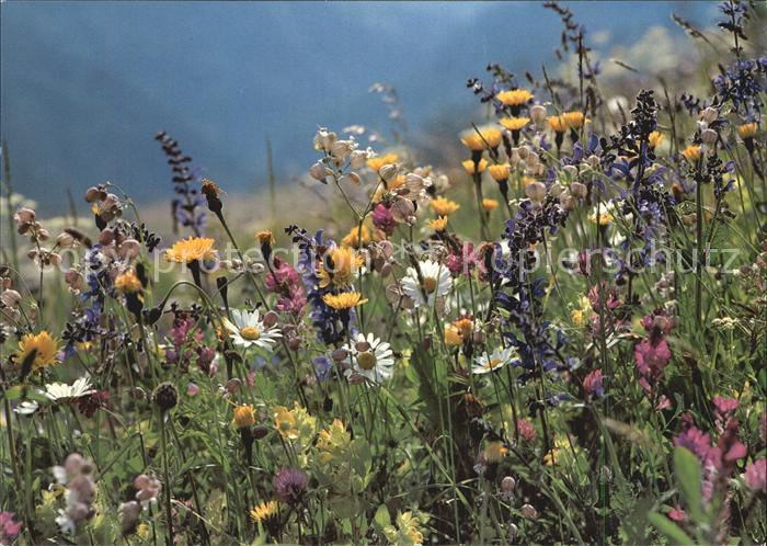 Blumen Wiesenblumen