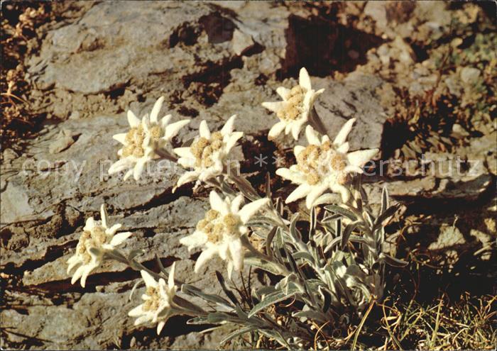 Edelweiss