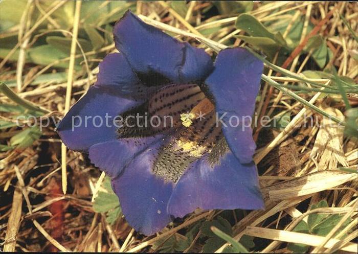 Blumen Kochs Enzian Gentiana acaulis