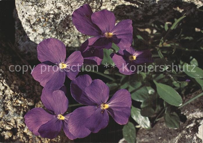 Blumen Langsporniges Veilchen Viola calcarata
