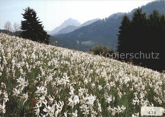 Blumen Narzissen Narcissus poeticus