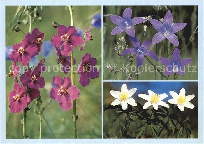 Blumen Violette Königskerze Glockenblume Busch