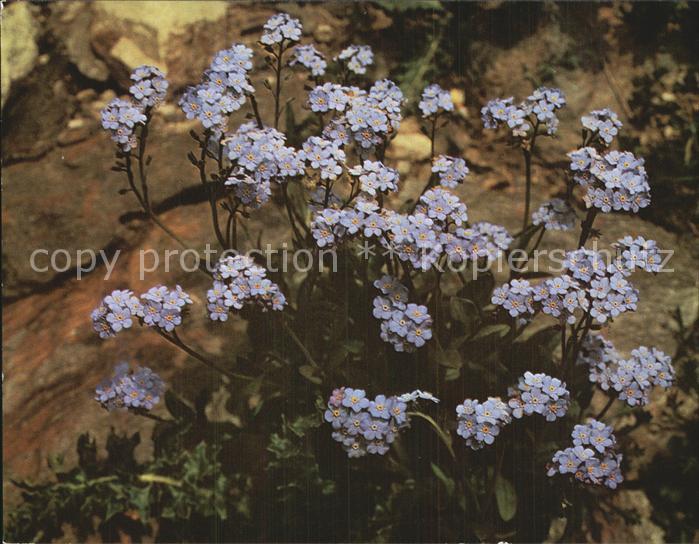 Blumen Alpen-Vergissmeinnicht Myosotis alpestr