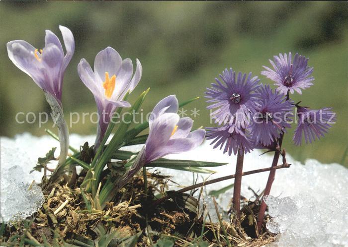 Blumen Frühlingssafran Soldanelle