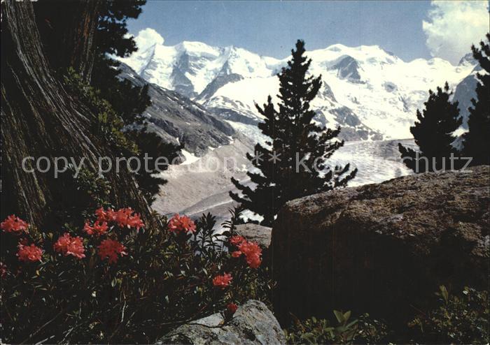 Blumen Alpenrosen Bovalweg Piz Palü Bellavista
