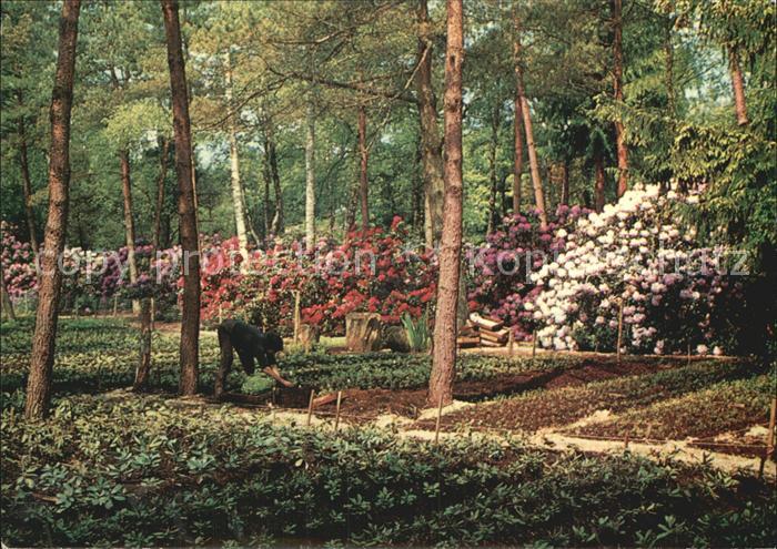 Blumen Park Seleger Moor Rifferswil
