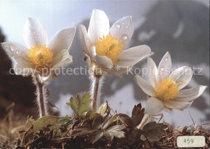 Blumen Pelzanemone Anemone vernalis