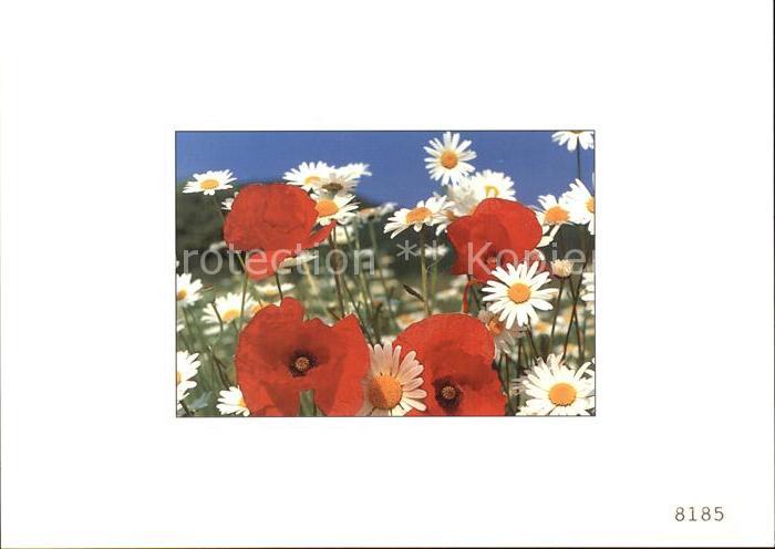 Blumen Mohn Margeriten