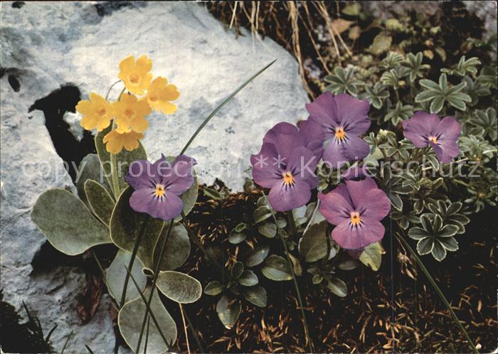 Blumen Felsen-Aurikel Langsporniges Veilchen