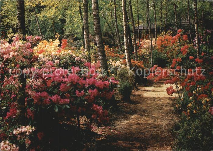 Blumen Blütezeit Mai bis Juni Seleger Moor Rif