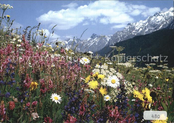 Blumen Wiesenblumen