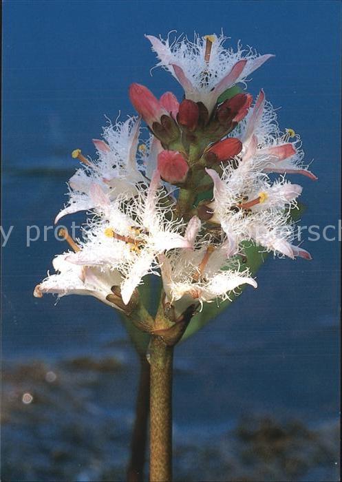 Blumen Fieberklee Menyanthes trifoliata