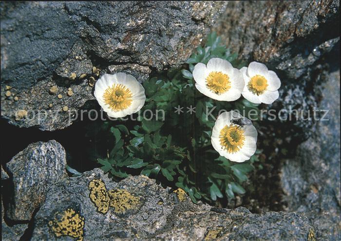 Blumen Gletscher-Hahnenfuss Raunuculus glacial