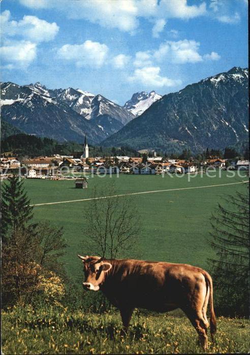 Kuehe Oberstdorf Allgaeu Hochgebirge