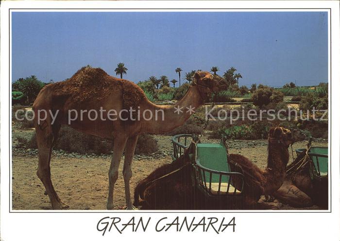 Kamel  Camel Chameau Gran Canaria