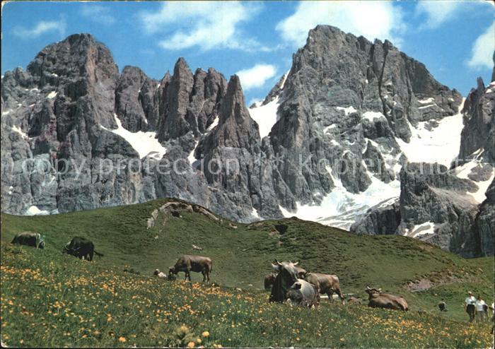 Kuehe Dolomiti Passo Rolle Cima Vezzana Bureloni