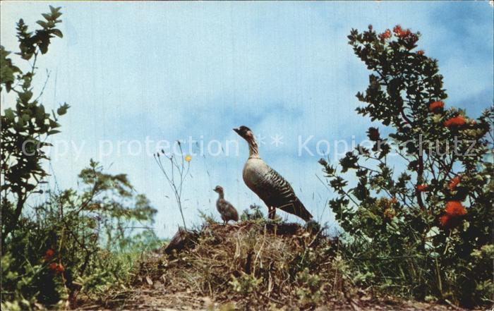 Voegel Birds Oiseaux Uccelli Pajaros-- Hawaiian Goose Hawaiigans