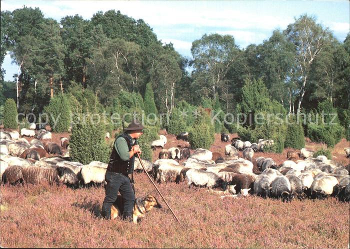 Hirte Schafe Schäfer Lüneburger Heide