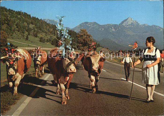 Kuehe Almabtrieb Schliersee Fischhausen Neuhaus Wendelstein
