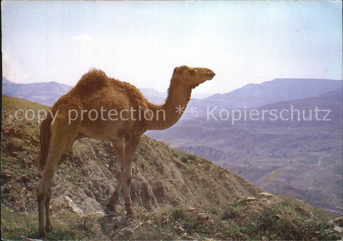 Kamel Camel Chameau Wadi Mujib Jordan