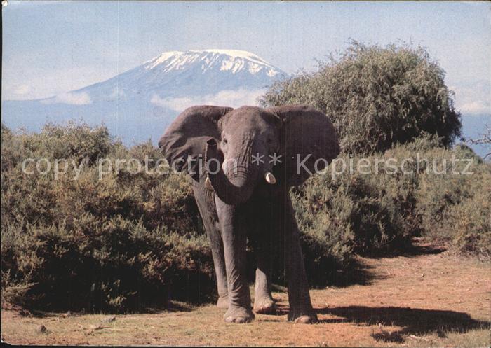 Elefant Kilimanjaro