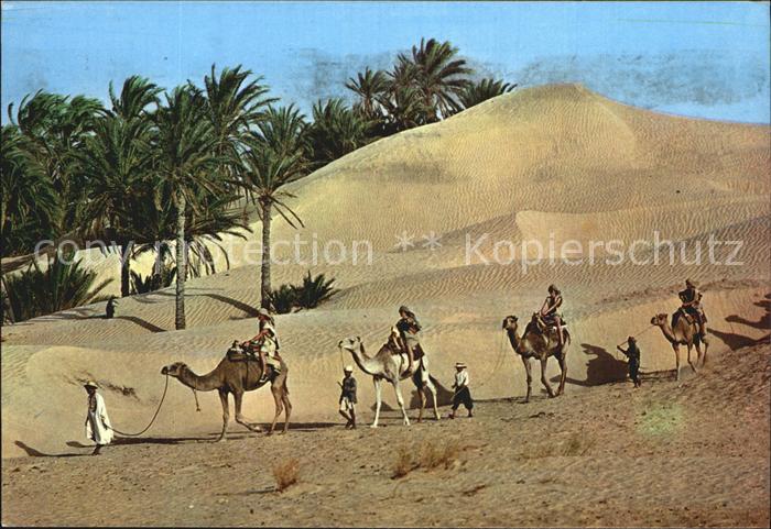 Kamel  Camel Chameau Tunisie Caravane du Sahara