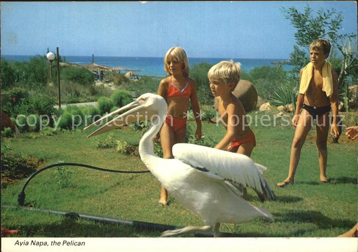 Voegel Birds Oiseaux Uccelli Pajaros-- Pelikan Ayia Napa Griechenland