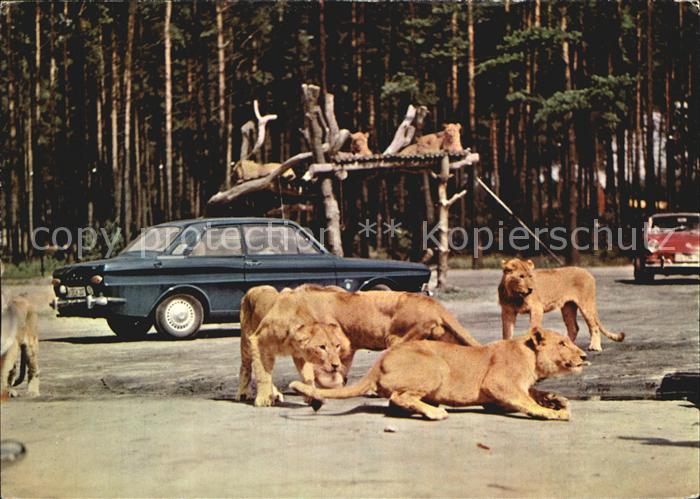 Stukenbrock Senne-Grosswild-Safari