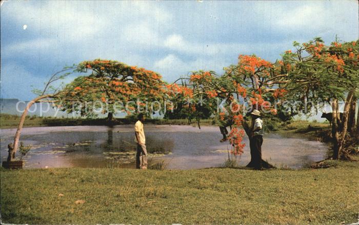 Martinique Baumbluete