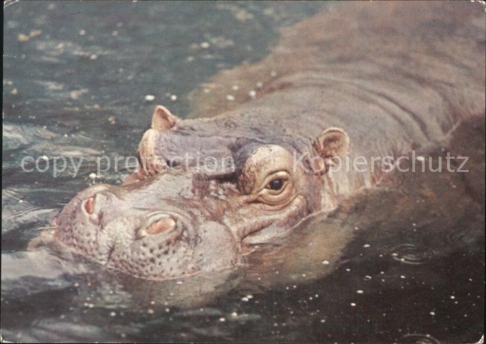 Tiere Nilpferd
