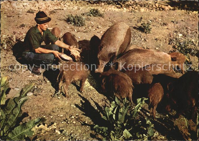 Schweine Naturwildgehege Forst- und Schlossverwaltung Amlishagen